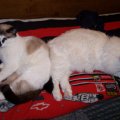 kitties sleeping
