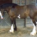 Clydesdale_horse