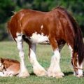clydesdale2