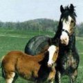 clydesdale3