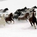 horses-snow