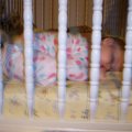 April 7, 2008 - Kylee sleeping (2)