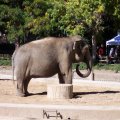 Oct 7, 2008 - Zoo, - Elephant