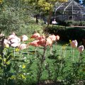 Oct 7, 2008 - Zoo - Flamingos
