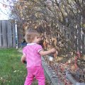 Nov 2, 2008 - Kylee helping with leaves (1)