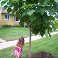 August 4, 2011 - Planting Eve (7)