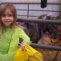 Oct 29, 2011 - Miniature Horse Rescue Halloween Party (11)
