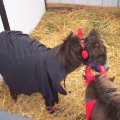 Oct 29, 2011 - Miniature Horse Rescue Halloween Party (3)