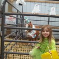 Oct 29, 2011 - Miniature Horse Rescue Halloween Party (31)