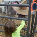 Oct 29, 2011 - Miniature Horse Rescue Halloween Party (34)
