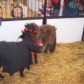 Oct 29, 2011 - Miniature Horse Rescue Halloween Party (4)