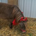 Oct 29, 2011 - Miniature Horse Rescue Halloween Party (49)
