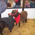 Oct 29, 2011 - Miniature Horse Rescue Halloween Party (5)