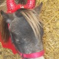 Oct 29, 2011 - Miniature Horse Rescue Halloween Party (50)