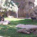 Feb 20, 2012 - Phoenix Zoo (18)