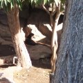 Feb 20, 2012 - Phoenix Zoo (28)