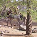 Feb 20, 2012 - Phoenix Zoo (31)