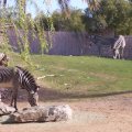 Feb 20, 2012 - Phoenix Zoo (32)