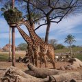 Feb 20, 2012 - Phoenix Zoo (41)