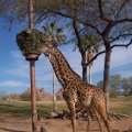 Feb 20, 2012 - Phoenix Zoo (42)