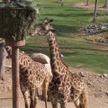 Feb 20, 2012 - Phoenix Zoo (43)