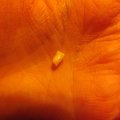 Oct 18, 2013, First Lost Tooth (1)