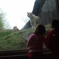 May 16, 2013 - School trip to the Zoo (15)