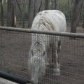 May 16, 2013 - School trip to the Zoo (9)