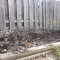 May 4, 2013 - Planting rose bushes (4)