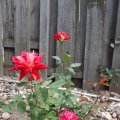 Roses - July 25, 2013 (6)