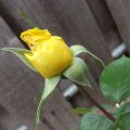 Roses - June 21, 2013 (3)