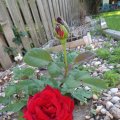 Roses - June 27, 2013 (4)