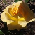 Roses - June 27, 2013 (6)