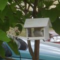 Birdhouse (7)