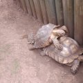 July 18, 2013 - Reptile Gardens (29)