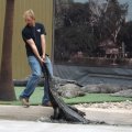 July 18, 2013 - Reptile Gardens - Alligator & Crocodile Show (10)