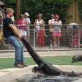 July 18, 2013 - Reptile Gardens - Alligator & Crocodile Show (11)