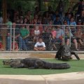July 18, 2013 - Reptile Gardens - Alligator & Crocodile Show (12)