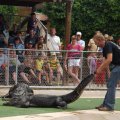 July 18, 2013 - Reptile Gardens - Alligator & Crocodile Show (14)