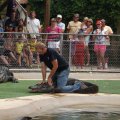 July 18, 2013 - Reptile Gardens - Alligator & Crocodile Show (15)