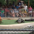 July 18, 2013 - Reptile Gardens - Alligator & Crocodile Show (22)