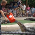 July 18, 2013 - Reptile Gardens - Alligator & Crocodile Show (26)