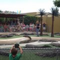 July 18, 2013 - Reptile Gardens - Alligator & Crocodile Show (27)