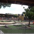 July 18, 2013 - Reptile Gardens - Alligator & Crocodile Show (29)