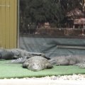 July 18, 2013 - Reptile Gardens - Alligator & Crocodile Show (5)