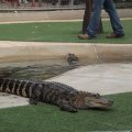 July 18, 2013 - Reptile Gardens - Alligator & Crocodile Show (8)