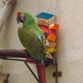 July 18, 2013 - Reptile Gardens - Shamrock Macaw