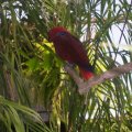 July 18, 2013 - Reptile Gardens -Gracie - Solomon Island Eclectus Parrot (1)