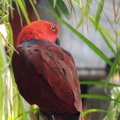 July 18, 2013 - Reptile Gardens -Gracie - Solomon Island Eclectus Parrot (2)