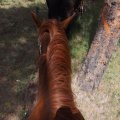 July 20, 2013 - Rockin R Trailrides - horseback riding (42)
